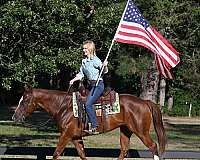 flashy-quarter-horse