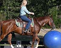 gelding-quarter-horse