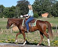 all-around-quarter-horse