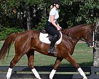 western-quarter-horse