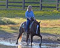 athletic-quarter-horse