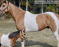 buckskin-tobiano-missouri-fox-trotter-horse