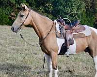 flags-missouri-fox-trotter-horse