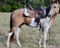 flashy-color-missouri-fox-trotter-horse