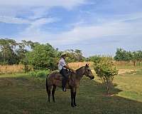 3yrold-quarter-horse