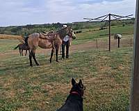 horse-quarterhorse