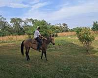 horse-quarterhorse-mare