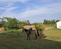 buckskin-quarter-horse