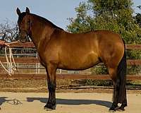 all-around-andalusian-horse