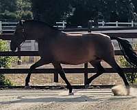 athletic-andalusian-horse