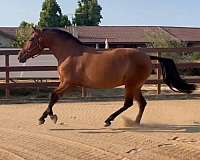 breeding-andalusian-horse