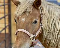 all-around-haflinger-pony
