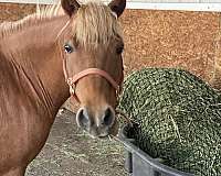 beginner-haflinger-pony