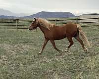 flaxen-mane-haflinger-pony
