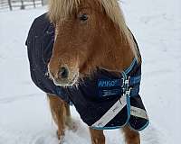 gymkhana-haflinger-pony