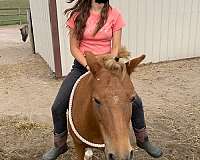kid-safe-haflinger-pony