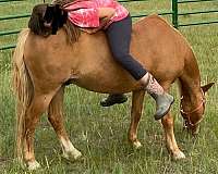 lesson-haflinger-pony