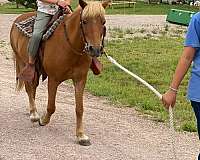 longe-line-haflinger-pony