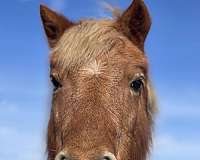 playday-haflinger-pony