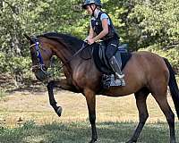 trained-arabian-half-horse