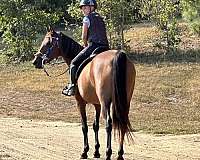 safe-arabian-half-horse