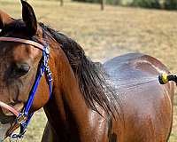 young-arabian-half-horse