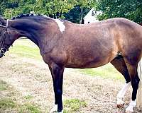 ambitious-pony