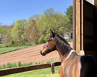 good-form-pony