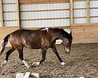 over-fences-pony