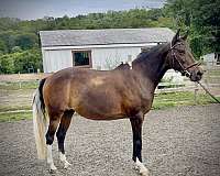 pony-jumpers