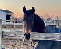 timid-rider-pony
