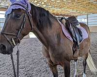 timid-pony
