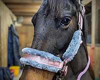 event-pony-mare