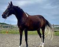 club-pony