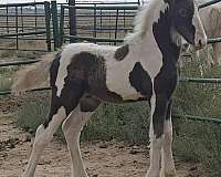 draft-flashy-colt
