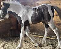 draft-flashy-gypsy-vanner-horse