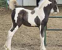 piebald-gypsy-vanner-colt