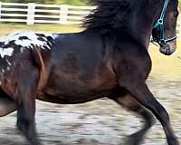 spotted-horse-warmblood