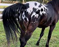 leopard-horse-warmblood