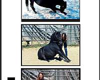 carriage-appaloosa-pony