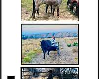 driving-pony-appaloosa