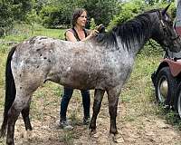 blue-roan-spotted-blanket-pony