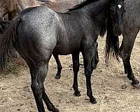 black-mane-tail3-white-stocking-horse