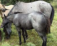 blue-roan-black-mane-tail3-white-stocking-horse