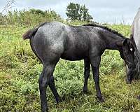 blue-roan-stallion-prospect-quarter-horse