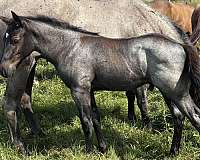 cowhorse-bred-quarter-horse