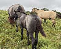 working-cowhorse-bred-quarter-horse
