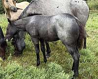 black-mane-tail3-white-stocking