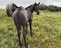 blue-roan-stallion-prospect-horse
