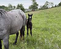 cowhorse-bred-horse